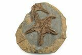 Exceptionally Preserved Fossil Starfish - Morocco #244130-1